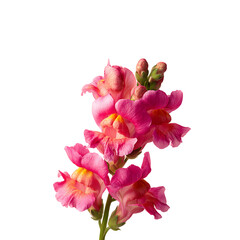 Pink snapdragon flower isolated on a transparent background, in a PNG format