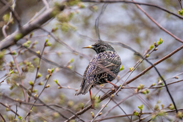 European Starling Perched on Spring Branch with Budding Leaves