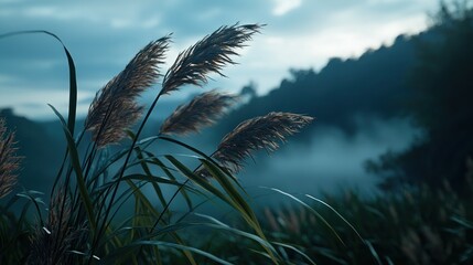Pampas grass sways in misty mountain valley sunset