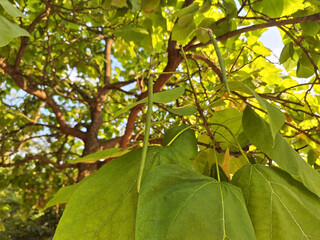 The catalpa tree produces seeds in the form of long green pods.