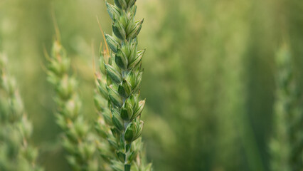 AGRICULTURE - Wheat on the farm field