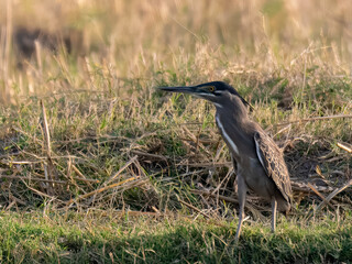 Little Heron Butorides striata in defensive posture threat display Compact hunter Grey back white belly black cap. Stands still by water waits to snatch fish frog