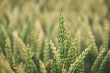 AGRICULTURE - Wheat on the farm field