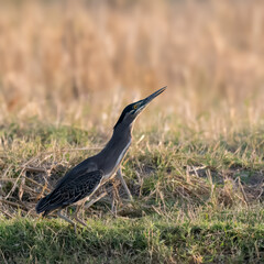 Little Heron Butorides striata in defensive posture threat display Compact hunter Grey back white belly black cap. Stands still by water waits to snatch fish frog