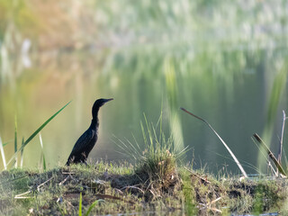 Little Cormorant Microcarbo niger

Black plumage. Dives for fish in freshwater coastal areas. Often seen basking or drying its wings