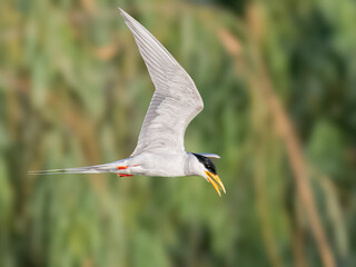 River Tern Sterna aurantia in flight Vulnerable on IUCN Red List of Threatened Birds. Sleek bird black cap yellow bill long wings Rivers lakes Dives for fish graceful flight