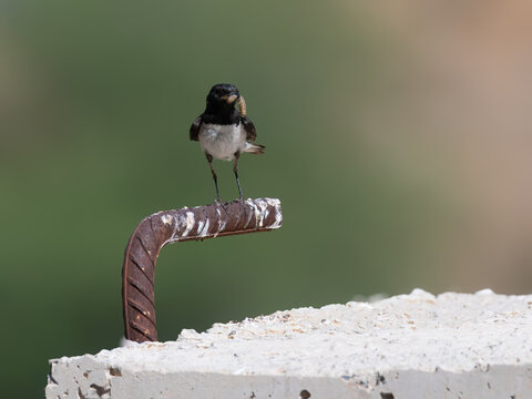 Variable Wheatear Oenanthe picata striking black-white songbird Pakistan arid deserts cultivated areas insectivorous photogenic bird wildlife conservation nature photography