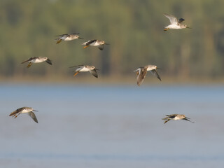Terek sandpiper Xenus cinereus on wetland of Indus River Beautiful weirdly proportioned wader shorebird large upcurved bill, white tailing edge. Highly migratory, usually to coastal areas