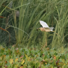 Indian Pond Heron Ardeola grayii fly flying flight with fish hunt camouflaged wetland bird Pakistan marshes paddyfields hunter South Asia wildlife nature photography birding conservation biodiversity