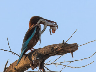 White-throated Kingfisher Halcyon smyrnensis with a frog kil Bright blue back wings flash in flight. Hunts lizards, fish, birds, insects Loud calls echo through habitats Fearless and has an attitude 