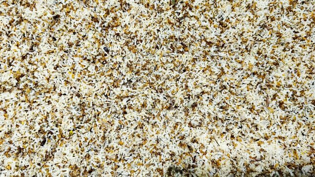 Close-up of numerous white ant eggs mixed with worker ants, creating a dense texture. These edible ant eggs are often harvested as a delicacy and protein source in some Asian cuisines