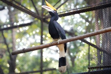 A black hornbill with a large yellow casque and long white tail feathers perches on a branch inside...