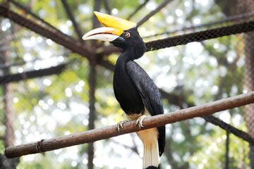 A black hornbill with a large yellow casque and long white tail feathers perches on a branch inside...