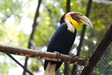 A large hornbill with a yellow throat pouch, red eyes, and a long ivory beak perches on a branch inside an outdoor aviary