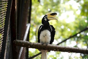 A black and white oriental pied hornbill with a large yellow casque perches calmly on a branch inside an outdoor aviary with green blurred background.
