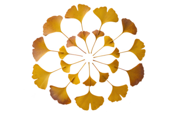 Yellow ginkgo leaves arranged in a radial pattern isolated on transparent background