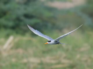 juvenile non breeding Black-bellied Tern Sterna acuticauda fish farms“Endangered” on IUCN Red List of Threatened Birds.Small elegant black belly white body orange bill.Indus River wetlands