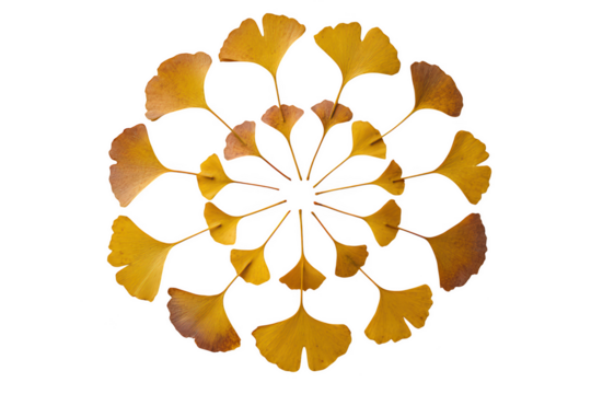 Yellow ginkgo leaves arranged in a radial pattern isolated on transparent background