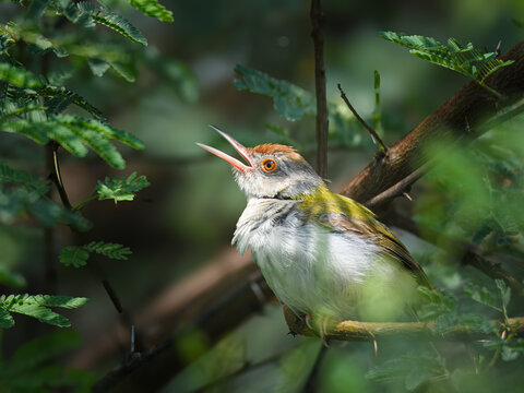 Common Tailorbird Orthotomus sutorius Pakistan olive green songbird with rust crown famed for leaf stitching nests urban garden gem vital insect controller