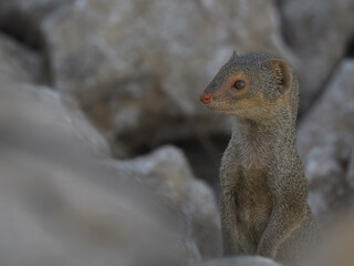 Small Indian Mongoose Urva auropunctata invasive species Pakistan wildlife carnivore predator hunting snakes rodents South Asia fauna conservation climate change mammal Herpestidae terrestrial hunter