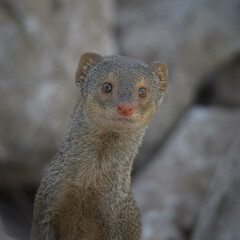 Small Indian Mongoose Urva auropunctata invasive species Pakistan wildlife carnivore predator hunting snakes rodents South Asia fauna conservation climate change mammal Herpestidae terrestrial hunter