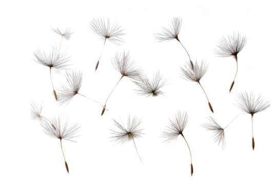 Dandelion seeds floating on white background