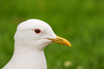 Fearless gull is watching the photographer. Common gull is a common water bird in Finland. Gulls are used to people. They try to steal goodies especially from unwary tourists. Empty space for text.