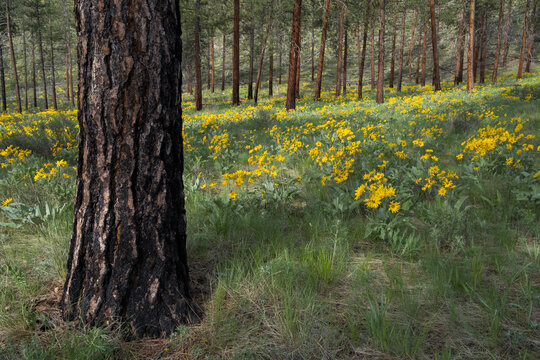 Arrowleaf balsamroot wildflowers and meadow grasses in Spring, Ponderosa pine forests thinned and cleared.
