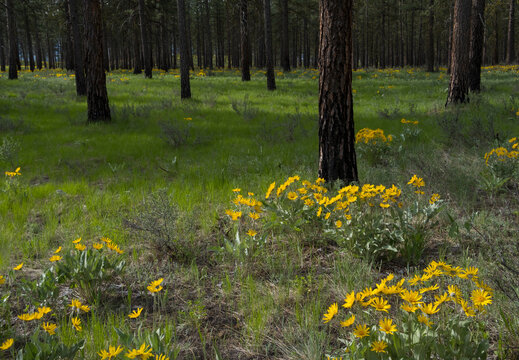 Arrowleaf balsamroot wildflowers and meadow grasses in Spring, thinned Ponderosa pine forest in distance
