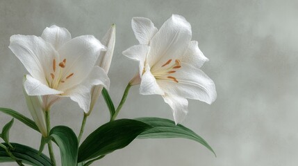 Obraz premium White lilies bask in soft hues, embodying purity and renewal, perfect for Imbolc reflections or serene meditation corners
