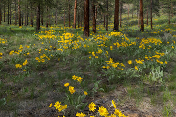 Arrowleaf balsamroot wildflowers and meadow grasses in Spring, thinned and burned Ponderosa pine forest 