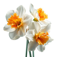 Obraz premium A beautiful white and orange daffodil bouquet isolated on transparent background