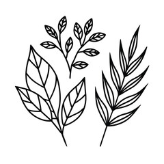 leaf vector set botanical nature element
