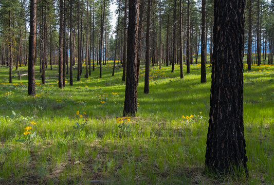 Wildflowers and meadow grasses in Spring, thinned and burned Ponderosa pine forest in the North Cascades