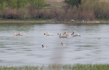 Large white birds Dalmatian pelicans , Pelecanus crispus in their natural habitat