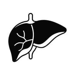 liver anatomy human organ medical illustration art