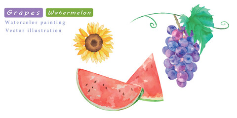 水彩で描いた美味しそうなスイカとぶどうの水彩ベクターイラスト