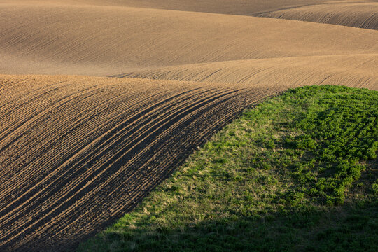Rolling hills of tilled farmland and wheat grass, Spring, Palouse