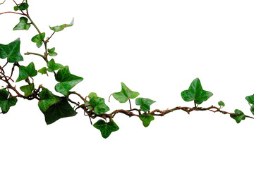 Green ivy vine with leaves isolated on transparent background