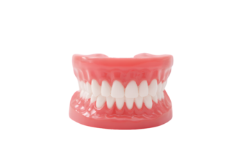 artificial model teeth mouth dentist, isolated on a white background, in a simple style, with a transparent PNG format.