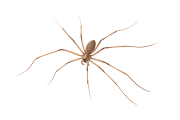Spider with long legs, isolated on a white background, in a simple style, with a transparent PNG format.