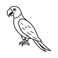 parrot illustration tropical bird design carton