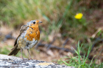 A Juvenile Robin bird with pastel colours and spikey half grown feathers. Common and lovable garden bird. 
