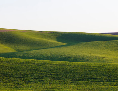 Rolling hills and Spring wheat grass, Palouse