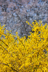 Spring Blooming Forsythia and Blossoming Trees in Park. Yellow Forsythia in Bloom