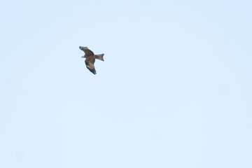 Red kite (Milvus milvus) flying on smooth sky background. A species of accipitriform bird of the family Accipitridae.