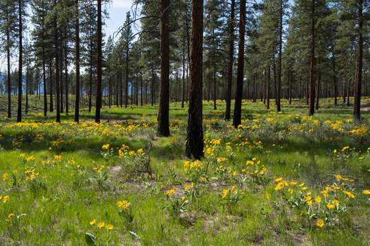 Wildflowers and meadow grasses in Spring, thinned and burned Ponderosa pine forest
