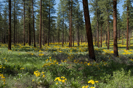 Blooming Arrowleaf balsamroot wildflowers under Ponderosa pine forest in distance, Methow Valley, North Cascades