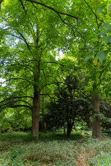 Fototapeta premium Lush green trees frame a tranquil woodland escape in the heart of summer, inviting tranquil moments of reflection and peace