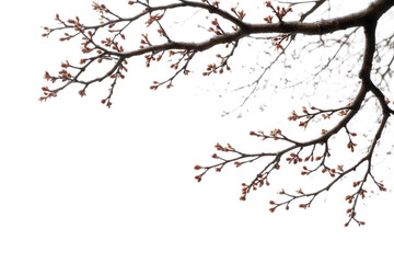 Tree branch with small buds isolated on transparent background